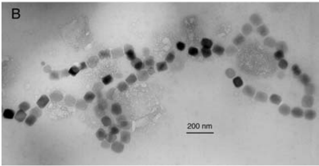 /TEM/Biflagellate ‘c’ .png